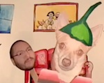 Thumbnail image for Güera, token chihuahua, celebrates Cinco de Mayo (video)