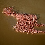 Thumbnail image for Dreaded ‘Chicken of the Apocalypse’ spotted in the Yucatan