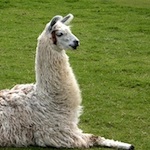 Thumbnail image for Woman reunited with beloved childhood llama – llama indifferent