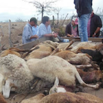 Thumbnail image for Did chupacabras kill 42 sheep on Honduras congressman’s farm?