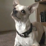 Thumbnail image for Chihuahua to owner: ‘Don’t bathe me, bro!’ (video)